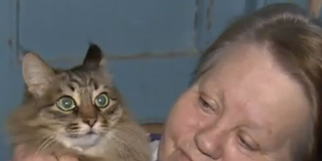 Russian Hero Cat Saves Abandoned Baby From Freezing In The Street E Online